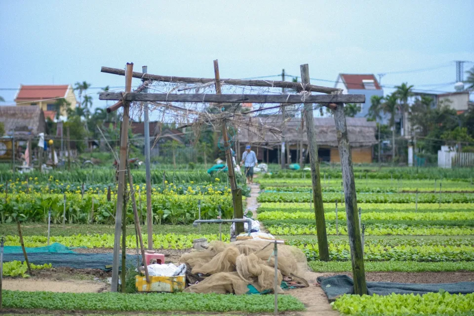 Vườn rau của Nguyễn Văn Sum